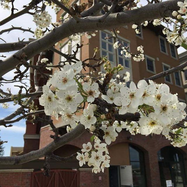 Instagram Photo Contest: "Spring in Napa Valley"